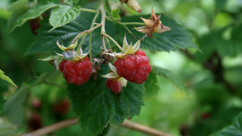 Illustration for article titled The Tastiest Berries That Grow Wild In North America